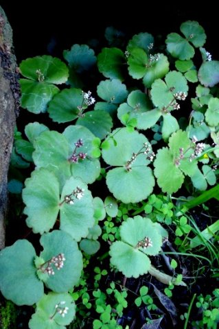 Crassula umbella