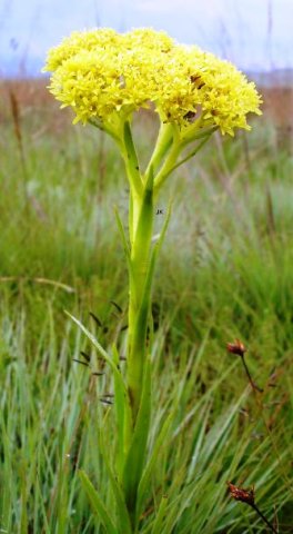 Crassula vaginata subsp. vaginata