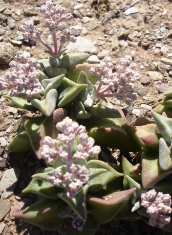 Crassula deltoidea 