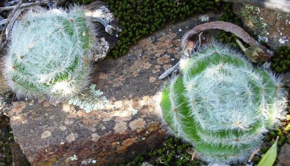 Crassula barbata