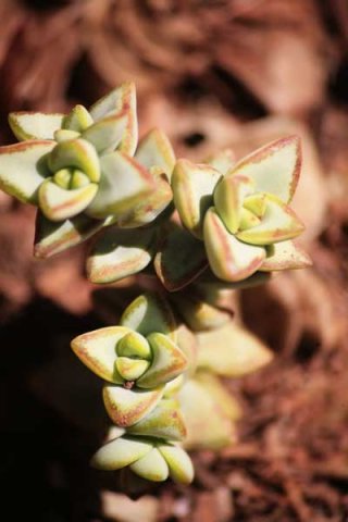 Crassula rupestris stem-tip leaves