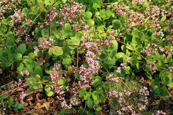 Crassula multicava flowering