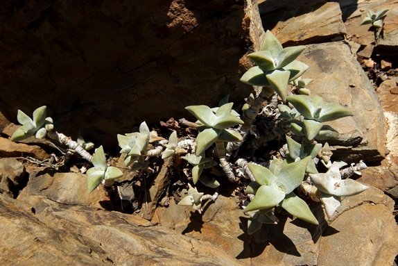 Crassula deltoidea among rocks