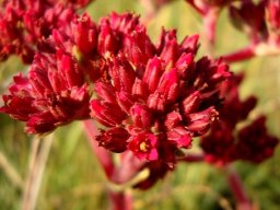 Crassula alba var. alba red flowers