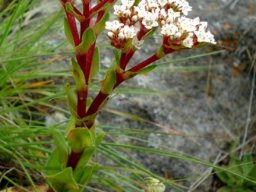 Crassula alba var. alba with white flowers and red stems