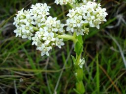 Crassula alba var. alba white flowers and green stems