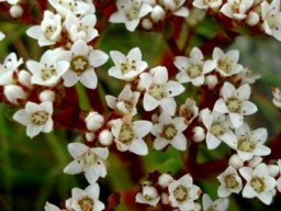 Crassula alba var. alba white flowers and red stems