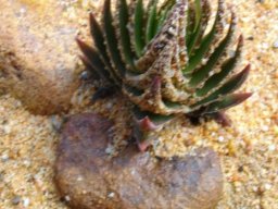 Crassula alpestris subsp. alpestris in its sandy cloak