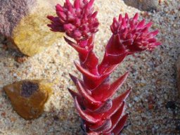 Crassula alpestris subsp. alpestris