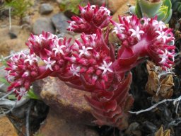 Crassula alpestris subsp. alpestris branching near the top 