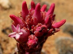 Crassula alpestris subsp. alpestris sepal fringes