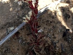 Crassula alpestris subsp. alpestris flowers fading