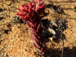 Crassula alpestris subsp. alpestris yesterday, today and tomorrow