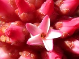 Crassula alpestris subsp. alpestris flower
