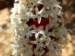 Crassula alpestris subsp. massonii inflorescence upper part