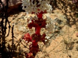 Crassula alpestris subsp. massonii