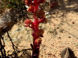 Crassula alpestris subsp. massonii flowering stem