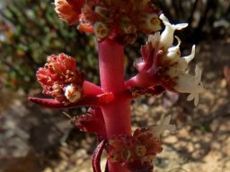 Crassula alpestris subsp. massonii old stem flower clusters
