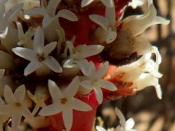 Crassula alpestris subsp. massonii flowers