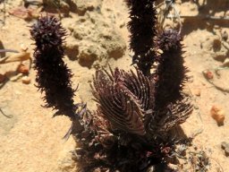 Crassula alpestris subsp. massonii dry, black flowers