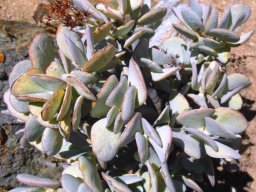 Crassula arborescens