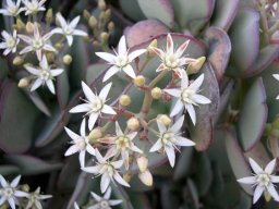 Crassula arborescens flowers