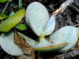 Crassula arborescens leaf close-up