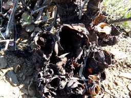 Crassula arborescens back-up plan