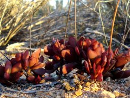 Crassula atropurpurea leaf colour