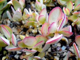 Crassula atropurpurea
