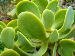 Crassula fallax leaves