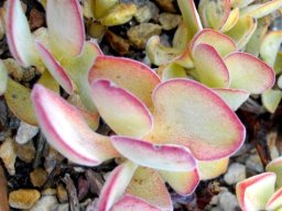 Crassula atropurpurea leaves