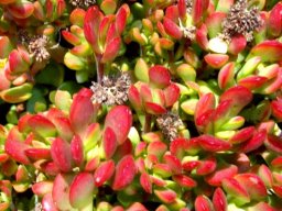 Crassula atropurpurea var. anomala