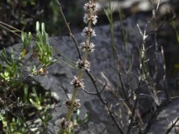 Crassula barbata white flowers all the way up