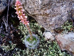 Crassula barbata in flower