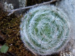 Crassula barbata, the baardrosie preparing