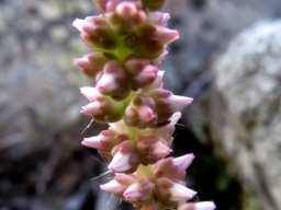Crassula barbata young thyrse