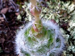 Crassula barbata lower stem