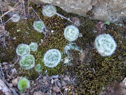 Crassula barbata, rock and moss