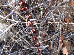 Crassula barbata old inflorescence