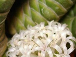 Crassula barklyi