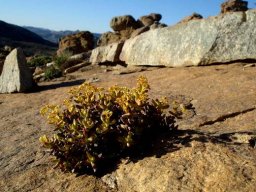 Crassula brevifolia thriving on stone