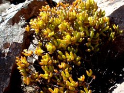 Crassula brevifolia subsp. brevifolia