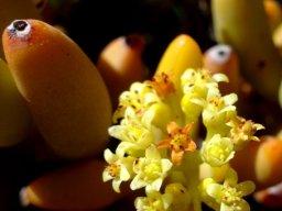Crassula brevifolia subsp. brevifolia flowers