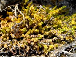 Crassula campestris