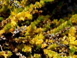 Crassula campestris leaves