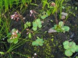 Crassula capensis