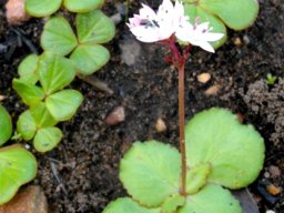 Crassula capensis leaves