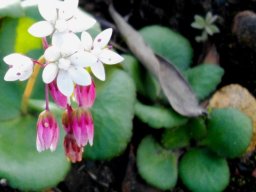 Crassula capensis flowers