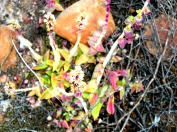 Crassula capitella subsp. thyrsiflora making new plants